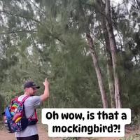 Wow est ce que c’est un oiseau moqueur ?!