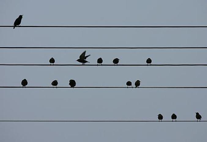 Des oiseaux ayant l'oreille musicale.