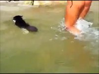 Un chat à la mer