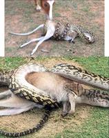 Toujours cette merveilleuse Australie !