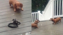 Chiens vs serpent