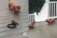Chiens vs serpent