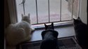 Faire peur a des chats