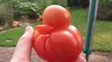 Canard à la tomate