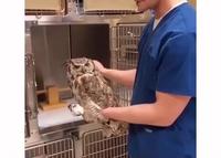 Encore sous effet de l’anesthésie 