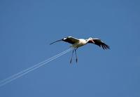 Cigogne à réaction