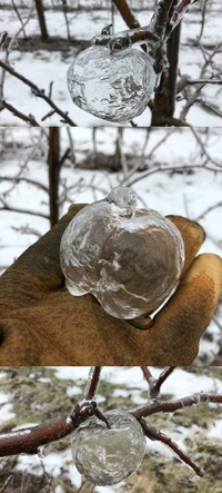 Pomme glacée ?