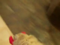Chien utile