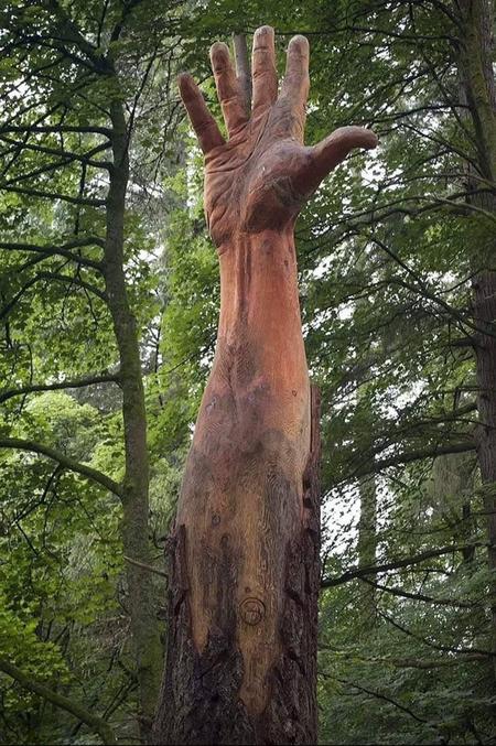 Il devait être abattu, mais l’artiste à la tronçonneuse Simon O’rourke a trouvé une meilleure alternative pour l’arbre qui voulait atteindre le ciel.  