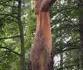 Au Pays de Galles l’arbre le plus haut du pays a été endommagé par une tempête.