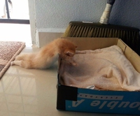 Ne pas avoir le courage d'aller jusqu'au bout