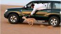 Chasse moderne