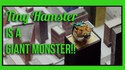 Un Hamster géant !