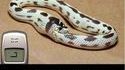 Snake IRL