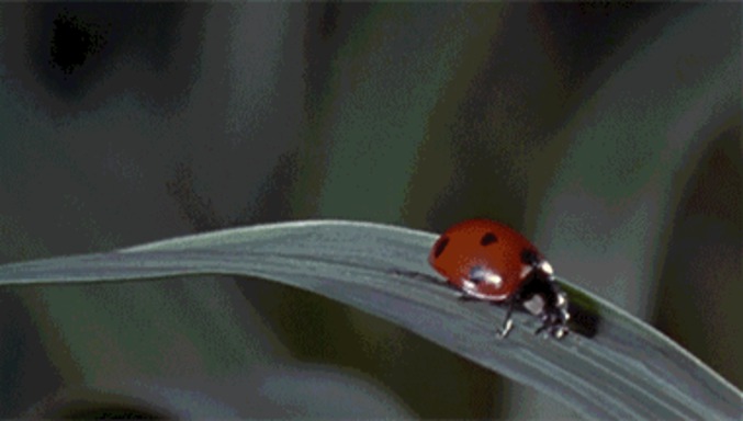 Coccinelle sous-titrée