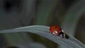Coccinelle sous-titrée