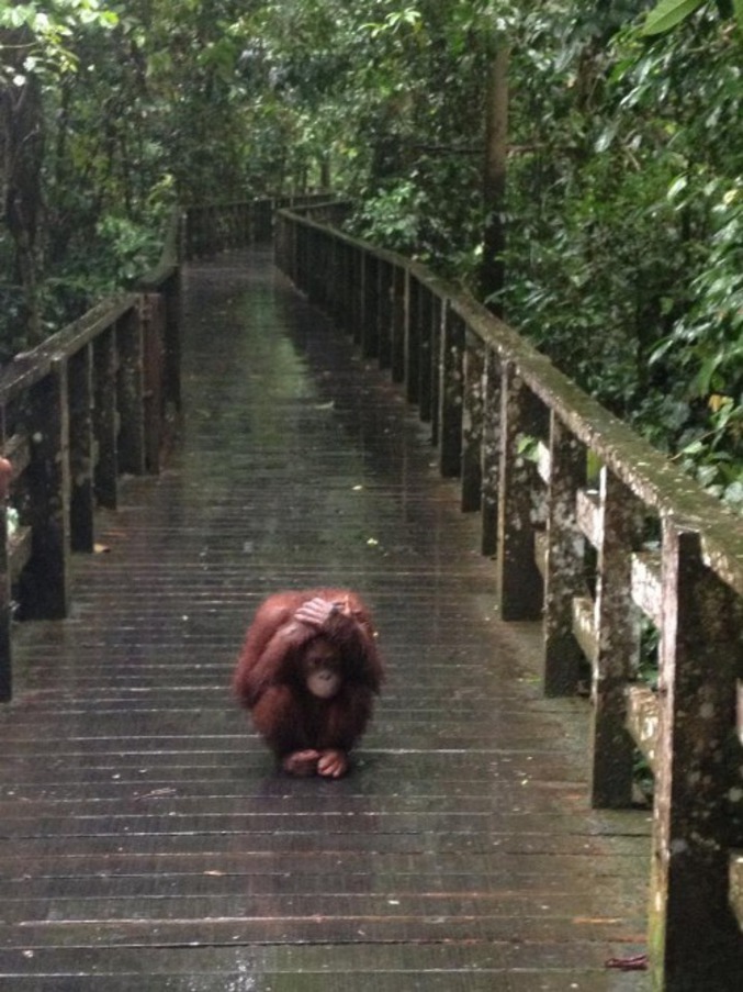 Un Orang-outan se protège comme il peut.