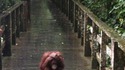 Sous la pluie