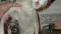 Chat après la douche 2