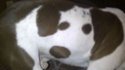 Inception : le chien