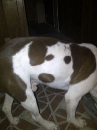 Inception : le chien