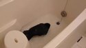Corbeau au bain