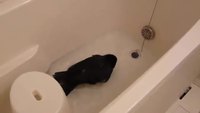 Corbeau au bain