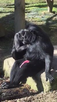 J'y vais, j'y vais pas...