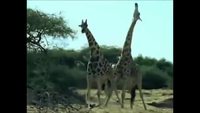 GIF Mashup 4