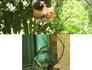 Normalement, les oiseaux, voire les serpents, mangent les insectes...