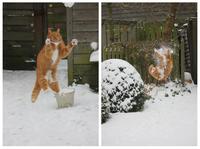 Bataille de boule de neige avec un chat