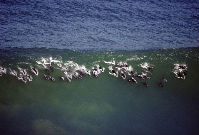 Nos cousins les dauphins adorent surfer.