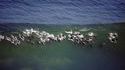 Dauphins surfeurs