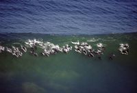 Dauphins surfeurs
