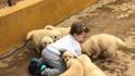 Groupe de chiots lance mignoncité