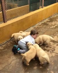 Groupe de chiots lance mignoncité