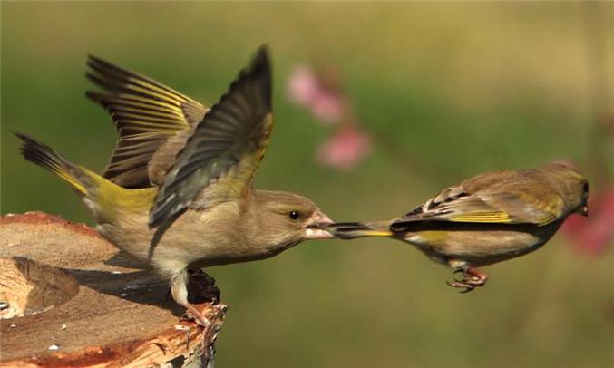 Un oiseau qui ne tient vraiment pas à ce que son pote parte.