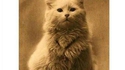 L'une des premières photos de chat