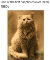 L'une des premières photos de chat