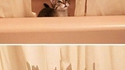 Chaton dans la baignoire