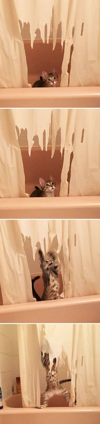 Chaton dans la baignoire