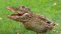Crocanard