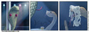 Strip-tease de serpent