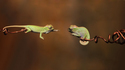 Deux caméléons