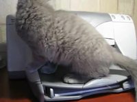 Chaton sur une imprimante