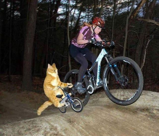 Un chat plutôt véloce