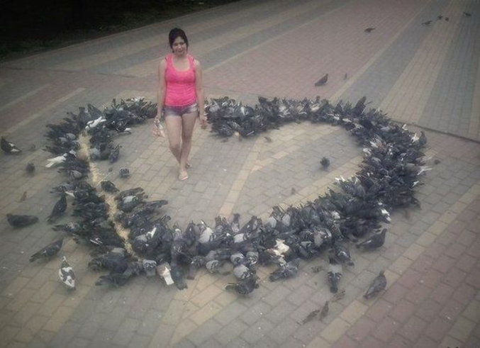 Cœur de pigeons