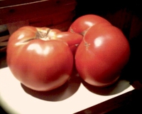 Fuck tomatoes !