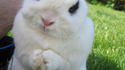 Lapin machiavélique