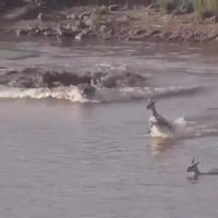 Une terrifiante attaque de crocodile
